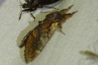 Notodonta dromedarius