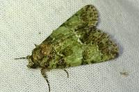 Polyphaenis sericata