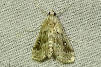 Parapoynx stratiotata