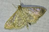 Patania ruralis