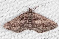 Rhoptria asperaria
