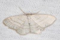 Idaea subsericeata