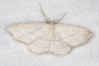 Idaea subsericeata