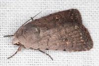 Caradrina flavirena/noctivaga