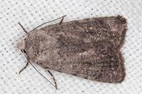 Caradrina noctivaga