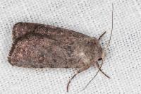 Caradrina noctivaga