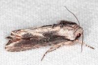 Egira conspicillaris