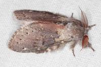 Stauropus fagi