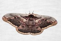 Saturnia pyri