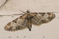 Eupithecia irriguata