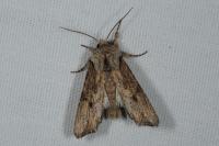 Egira conspicillaris