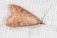 Udea ferrugalis