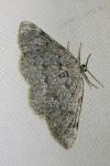 Elophos caelibaria spurcaria