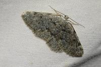 Elophos caelibaria spurcaria