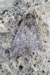 Apamea zeta