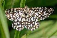 Chiasmia clathrata