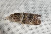 Acrobasis consociella