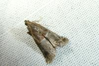 Acrobasis marmorea
