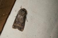 Agrotis ipsilon