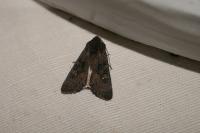 Aporophyla nigra