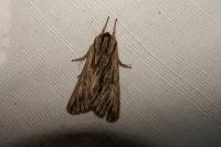 Asteroscopus sphinx