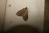 Chesias legatella
