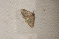 Colostygia multistrigaria olbiaria
