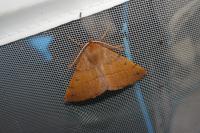 Colotois pennaria