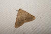 Isturgia miniosaria