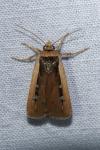 Ochropleura leucogaster