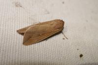 Mythimna unipuncta