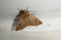 Leptologia blidaensis