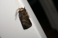 Poecilocampa populi populi