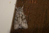 Xylocampa areola