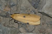 Lithosia quadra