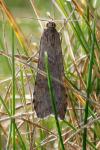 Nomophila noctuella