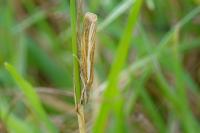 Agriphila tristella