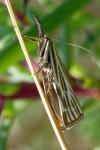 Chrysocramboides craterellus