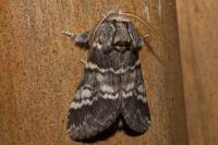Drymonia ruficornis