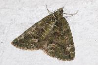 Chloroclysta siterata