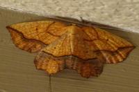 Epione repandaria