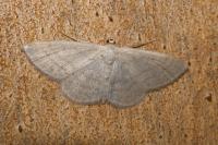 Idaea subsericeata
