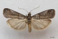 Acrobasis obliqua