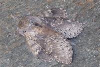 Stauropus fagi