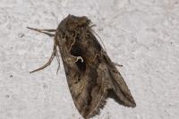 Autographa gamma