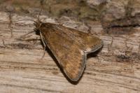 Pyrausta despicata