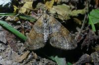 Thera obeliscata