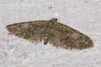 Eupithecia abbreviata
