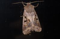Orthosia gothica