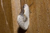 Cilix glaucata